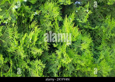 Thuja branches with cones close up background. Stock Photo