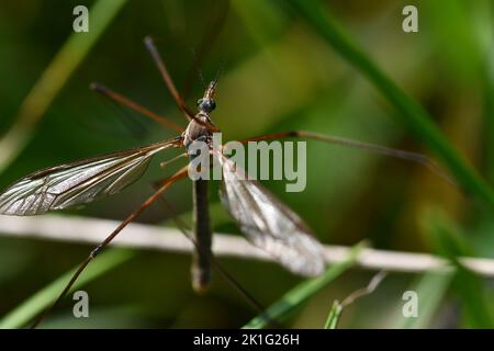 Cranefly, Tipula paludosa, Giant mosquito, Kilkenny, Ireland Stock Photo