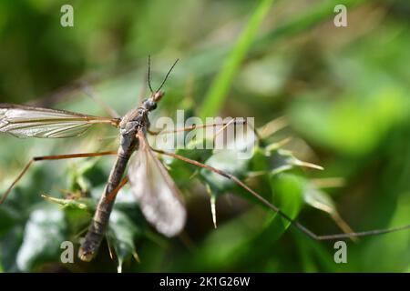 Cranefly, Tipula paludosa, Giant mosquito, Kilkenny, Ireland Stock Photo