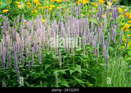 Mexican Giant Hyssop, Agastache mexicana, Anise Hyssop, Garden, Giant Hyssop, Perennial, Plant, Medicinal, Agastache, Border Stock Photo