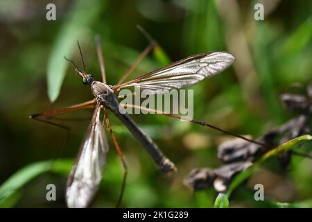 Cranefly, Tipula paludosa, Giant mosquito, Kilkenny, Ireland Stock Photo