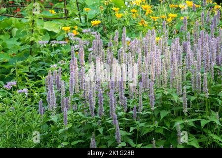 Medicinal herbs, Agastache mexicana, Anise Hyssop, Medicinal garden, Giant Hyssop, Plant blooming Stock Photo