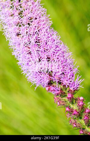 Prairie Blazing Star, Liatris pycnostachya, Pink, Liatris flower, Tall Blazing Star, Flower, Close up, Plant, Blazing Star portrait Stock Photo