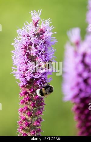 Bumblebees, Tall Blazing Star, Liatris, Gayfeather, Bumble bees, Insects, Pink, Flower, Large earth bumblebee Stock Photo