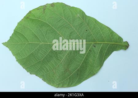 Green teak leaf isolated on white background Stock Photo