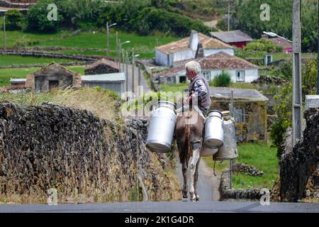 Dairy farmer carrying milk cans on a donkey to a storage site in Villa Nova, Terceira Island, Azores, Portugal. The Azores are known as the land of the happy cows and produce 30% of all dairy production in Portugal. Stock Photo