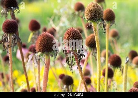 Pale Purple Coneflower Seedheads, Purple coneflower Echinacea Seed heads Echinacea pallida Stock Photo