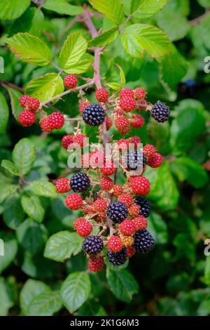 Blackberries Ripening in the Hedgerow Stock Photo