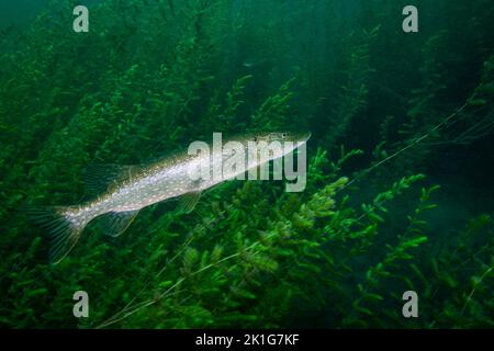 Northern Pike underwater in the St. Lawrence River in Canada Stock Photo