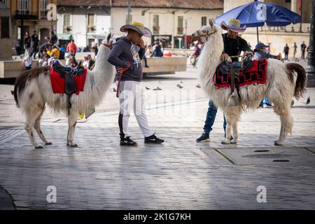 Alpacas in town square in Bogota, Colombia Stock Photo