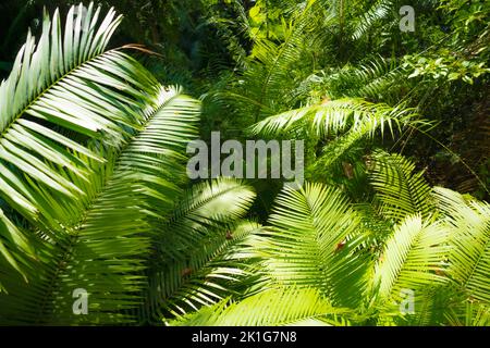 Real tropical palm leafs background Stock Photo