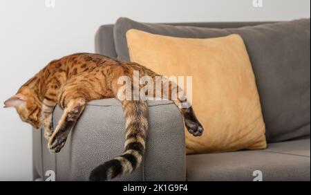 A bored Bengal cat lies and rests on the sofa. Back view. Stock Photo