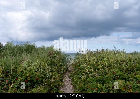 A trail through wild grass to a popular white sand beach in Skanor- Falsterbo on the southwestern tip of Scania County, Sweden Stock Photo
