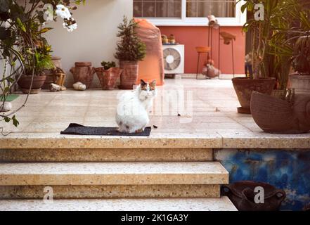 A calico cat sitting outdoors on a carpet in front of a set of stairs near its house. Stock Photo