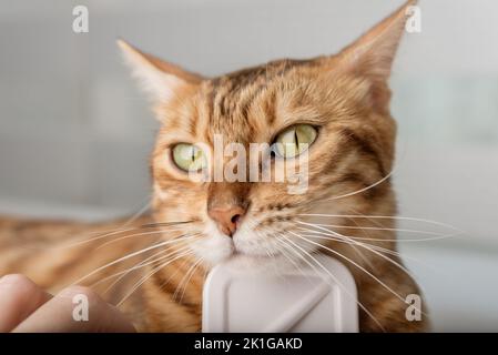 Grooming brushing red bengal cat with a special brush for grooming pets care concept. Close-up. Stock Photo