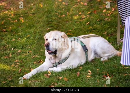 Cream colored dog with a black nose laying in the sunshine on the green grass park Stock Photo