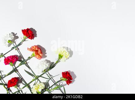 White, yellow, pink and red carnation flowers intertwined on white background. Stock Photo
