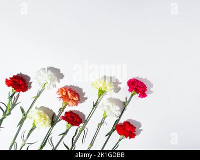 White, yellow, pink and red carnation flowers laid diagonally on white background. Stock Photo