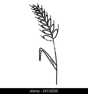 Wheat ear spikelet with grains in doodle style. Vector line illustration of cereal grain stem, rye ear, organic vegetarian food for backery, flour pro Stock Vector