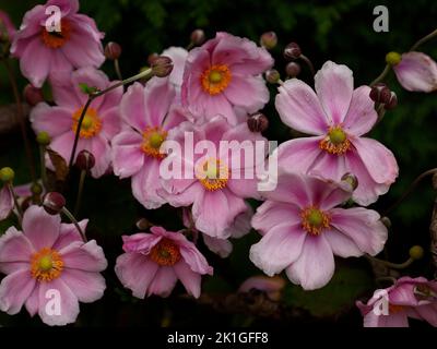 Close up of the pale pink flowers of Anemone x hybrida or Japanese Anemone seen in the garden in late September and autumn in th UK. Stock Photo