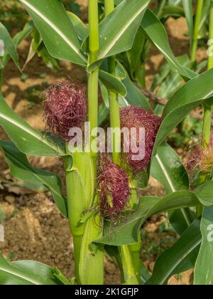 Closeup of growing sweet corn / maize showing colourful bright red / pink crimson / purple silks / tassels, Leicestershire, England, UK Stock Photo
