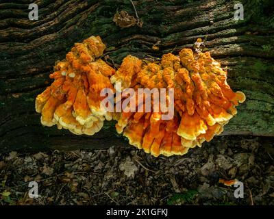 Large 'chicken of the woods' ( Laetiporus sulphureus ) bracket fungus growing on fallen tree trunk, Bradgate park, England, UK Stock Photo