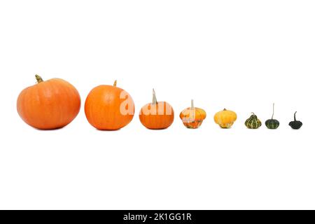 Set of pumpkins isolated on a white background. Fresh of pumpkins Stock Photo