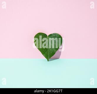 Green heart-shaped leaf leaning on pink wall with hard shadow. Minimal concept. Stock Photo