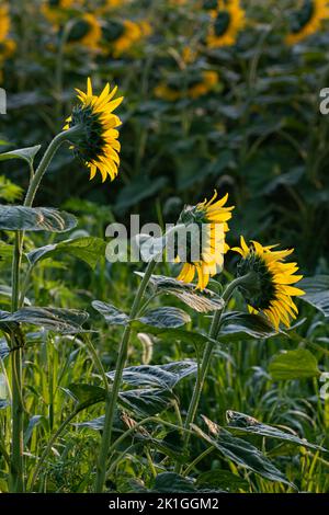 Three Sunflowers are isolated on a hazy sunny summer morning, Des Plaines River State Fish and Wildlife Area, Will County, Illinois Stock Photo