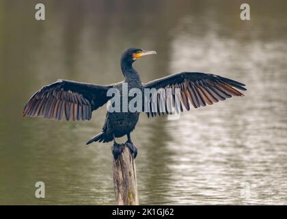 Great Cormorant Phalacrocorax carbo drying outstretched wings on wooden post in lake Stock Photo