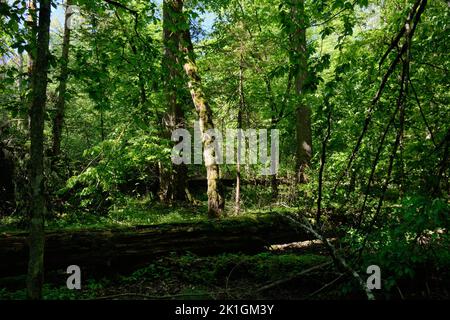 Oak and hornbeam tree deciduous forest in spring with broken oak tree in foreground, Bialowieza Forest, Poland, Europe Stock Photo