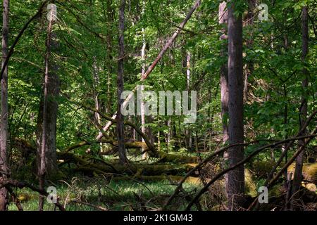 Oak and hornbeam tree deciduous forest in spring with broken oak tree, Bialowieza Forest, Poland, Europe Stock Photo