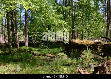 Oak and hornbeam tree deciduous forest in spring with broken oak tree in foreground, Bialowieza Forest, Poland, Europe Stock Photo
