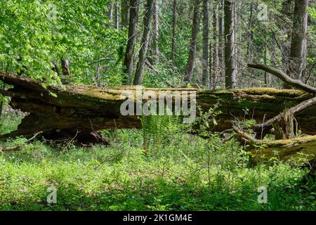 Oak and hornbeam tree deciduous forest in spring with broken oak tree in foreground, Bialowieza Forest, Poland, Europe Stock Photo