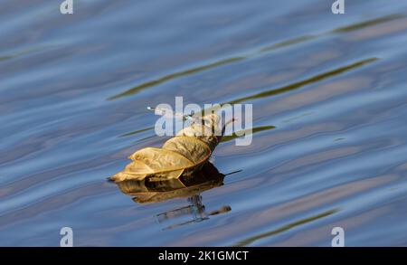 Dragonfly sitting on dry leaf floating on water Stock Photo
