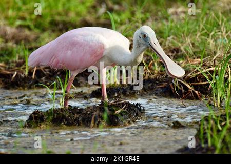 A lone Roseate spoonbill (Platalea ajaja), looking for food, in the wetlands of San Pedro, Ambergris Caye, Belize. Stock Photo