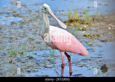 Roseate spoonbill (Platalea ajaja), in profile, in the wetlands of San Pedro, Ambergris Caye, Belize. Stock Photo