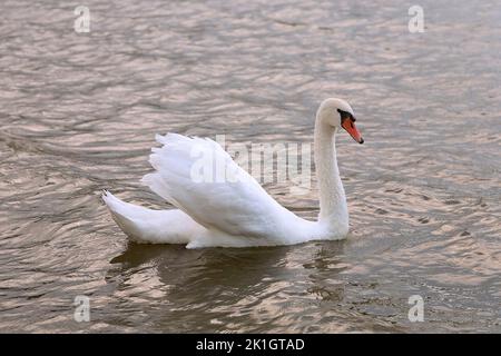 beautiful mute swan on lake (Cygnus olor) Stock Photo