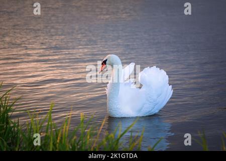 beautiful white swan at dawn (Cygnus olor), wild bird swimming on water surface Stock Photo