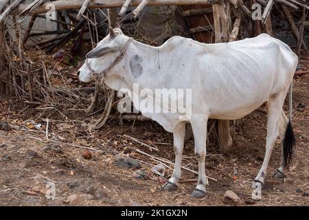 White Indian cattle in a village of Kalakund near Mhow, Indore, Madhya Pradesh on a sunny summer day. Indian village. Stock Photo