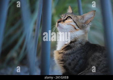 Close-up portrait of a tabby cat looking up in the Greek Island village of Oia, Santorini, Greece. Stock Photo