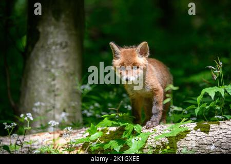 Red fox, vulpes vulpes, small young cub in forest on stone. Cute little wild predators in natural environment. Wildlife scene from nature Stock Photo