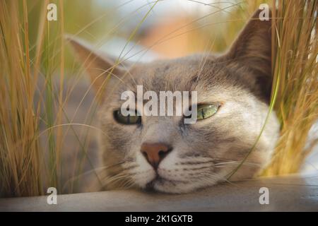 Close-up portrait of a grey cat resting its head on a ledge in the Greek Island village of Oia, Santorini, Greece. Stock Photo