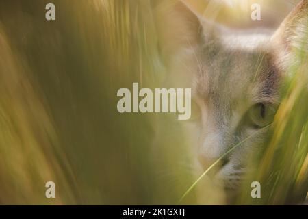 Close-up portrait of a grey cat peering through long green grass in the Greek Island village of Oia, Santorini, Greece. Stock Photo