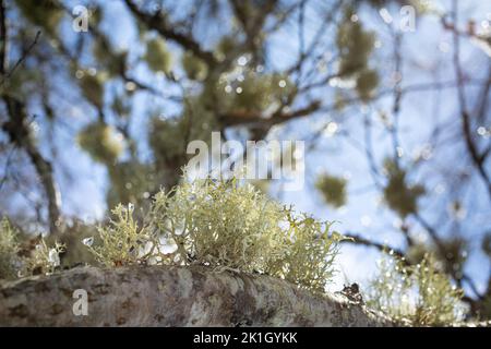 Moss on Birch at Abernethy Forest in Scotland. Stock Photo