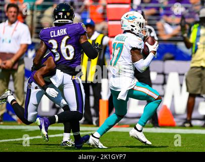 Baltimore Ravens safety Chuck Clark (36) in action during the second half  of an NFL football game against the Denver Broncos, Sunday, Dec. 4, 2022,  in Baltimore. (AP Photo/Terrance Williams Stock Photo - Alamy