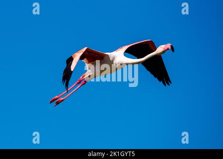 Pink flamingo flying in the sky at Pont de Grau bird park Stock Photo