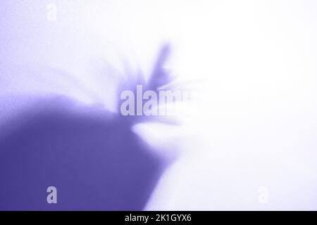 Close-up of the shadow of a blurred scarlet plant in a lilac-colored pot, scarlet on a background of light fabric in sunlight. High quality photo Stock Photo