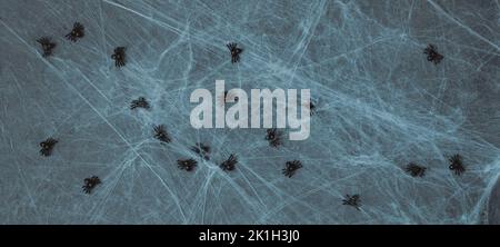 Halloween background with cobwebs and spiders on a blue background. White spider web with toy spiders. Top view, flat lay. Banner. Stock Photo