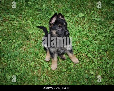 German Shepherd puppy sitting in green grass and looking to the side. Cute young dog portrait in a natural outdoor setting, suitable for themes of pet Stock Photo